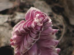 Attēlu rezultāti vaicājumam “Lathraea squamaria bud”