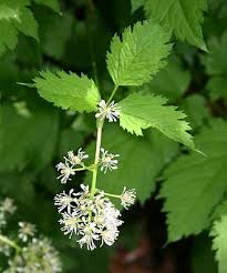 Attēlu rezultāti vaicājumam “Actaea spicata fruit”