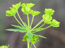 Attēlu rezultāti vaicājumam “Euphorbia virgata flower”