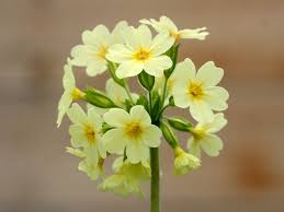 Attēlu rezultāti vaicājumam “Primula elatior flower”