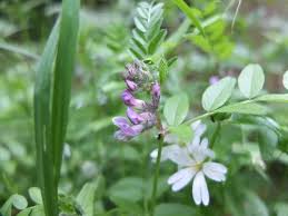 Attēlu rezultāti vaicājumam “Vicia sepium flower”