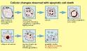 Apoptosis (Cytokines &amp; Cells Encyclopedia - COPE)