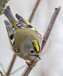 Attēlu rezultāti vaicājumam “Regulus regulus adult”