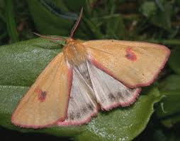 Attēlu rezultāti vaicājumam “Diacrisia sannio male”