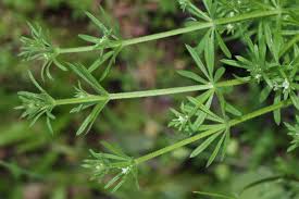 Image result for Galium aparine