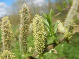 Attēlu rezultāti vaicājumam “Salix cinerea male flower”