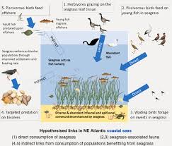 Image result for Unsworth Cc