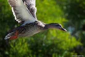 Attēlu rezultāti vaicājumam “Anas platyrhynchos male”