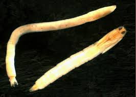 Attēlu rezultāti vaicājumam “Tipulidae larva”