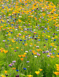 Attēlu rezultāti vaicājumam “Cyanus segetum flower”