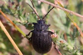 Attēlu rezultāti vaicājumam “Galeruca tanaceti”