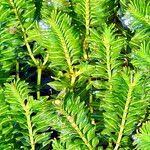 Attēlu rezultāti vaicājumam “Honckenya peploides leaf”