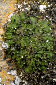 Attēlu rezultāti vaicājumam “Riccardia incurvata”