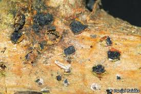 Attēlu rezultāti vaicājumam “Anthostoma decipiens”