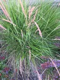 Attēlu rezultāti vaicājumam “Calamagrostis canescens fruit”