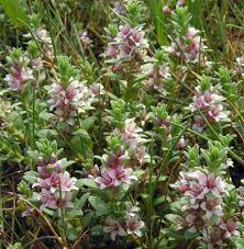 Attēlu rezultāti vaicājumam “Glaux maritima flower”