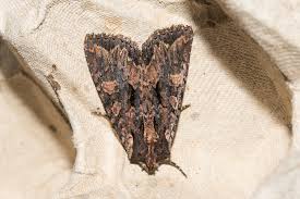 Attēlu rezultāti vaicājumam “Mniotype satura”