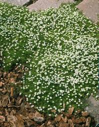 Attēlu rezultāti vaicājumam “Sagina procumbens flower”