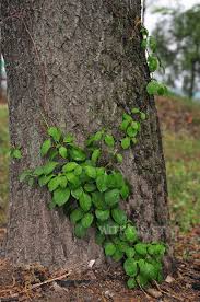 Attēlu rezultāti vaicājumam “Celastrus flagellaris”