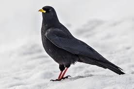 Image result for Pyrrhocorax pyrrhocorax