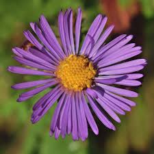 Attēlu rezultāti vaicājumam “Symphyotrichum novae-angliae”