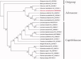 Attēlu rezultāti vaicājumam “Adoxaceae”