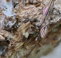 Attēlu rezultāti vaicājumam “Aphrophora alni”