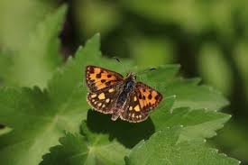 Attēlu rezultāti vaicājumam “Carterocephalus silvicolus female”