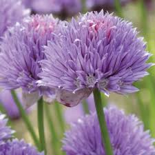 Attēlu rezultāti vaicājumam “Allium schoenoprasum fruit”