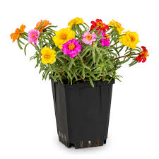 Attēlu rezultāti vaicājumam “Pottiales”