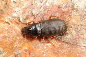 Attēlu rezultāti vaicājumam “Pseudoophonus rufipes”