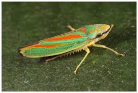 Attēlu rezultāti vaicājumam “Exoprosopa capucina”