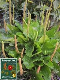 Attēlu rezultāti vaicājumam “Plantaginaceae”