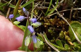 Attēlu rezultāti vaicājumam “Polygala amarella leaf”