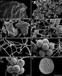 Attēlu rezultāti vaicājumam “Diachea sp.”