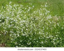 Attēlu rezultāti vaicājumam “Anthericum ramosum”