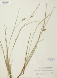 Attēlu rezultāti vaicājumam “Carex viridula”