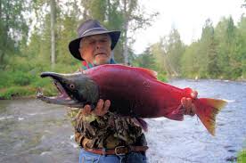 Image result for Oncorhynchus nerka