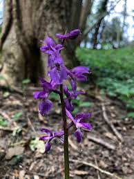 Attēlu rezultāti vaicājumam “Orchis mascula flower”