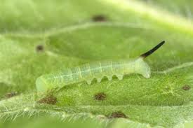 Attēlu rezultāti vaicājumam “Deilephila elpenor”