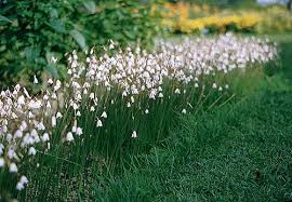 Attēlu rezultāti vaicājumam “Leucojum vernum var. carpathicum”