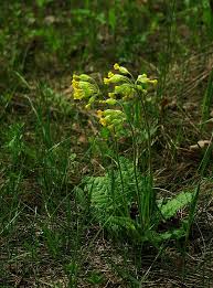 Attēlu rezultāti vaicājumam “Primula veris flower”