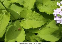 Attēlu rezultāti vaicājumam “Lunaria rediviva leaf”