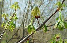 Attēlu rezultāti vaicājumam “Acer saccharinum bud”