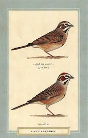 Image result for Chondestes grammacus