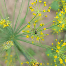Attēlu rezultāti vaicājumam “Depressaria depressana”