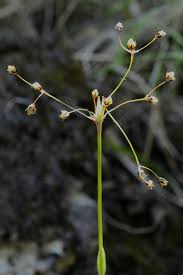 Attēlu rezultāti vaicājumam “Luzula pilosa leaf”