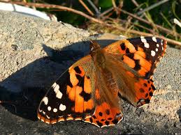 Attēlu rezultāti vaicājumam “Vanessa cardui”