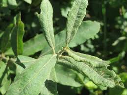 Attēlu rezultāti vaicājumam “Salix cinerea leaf”