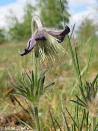 Attēlu rezultāti vaicājumam “Pulsatilla pratensis bud”